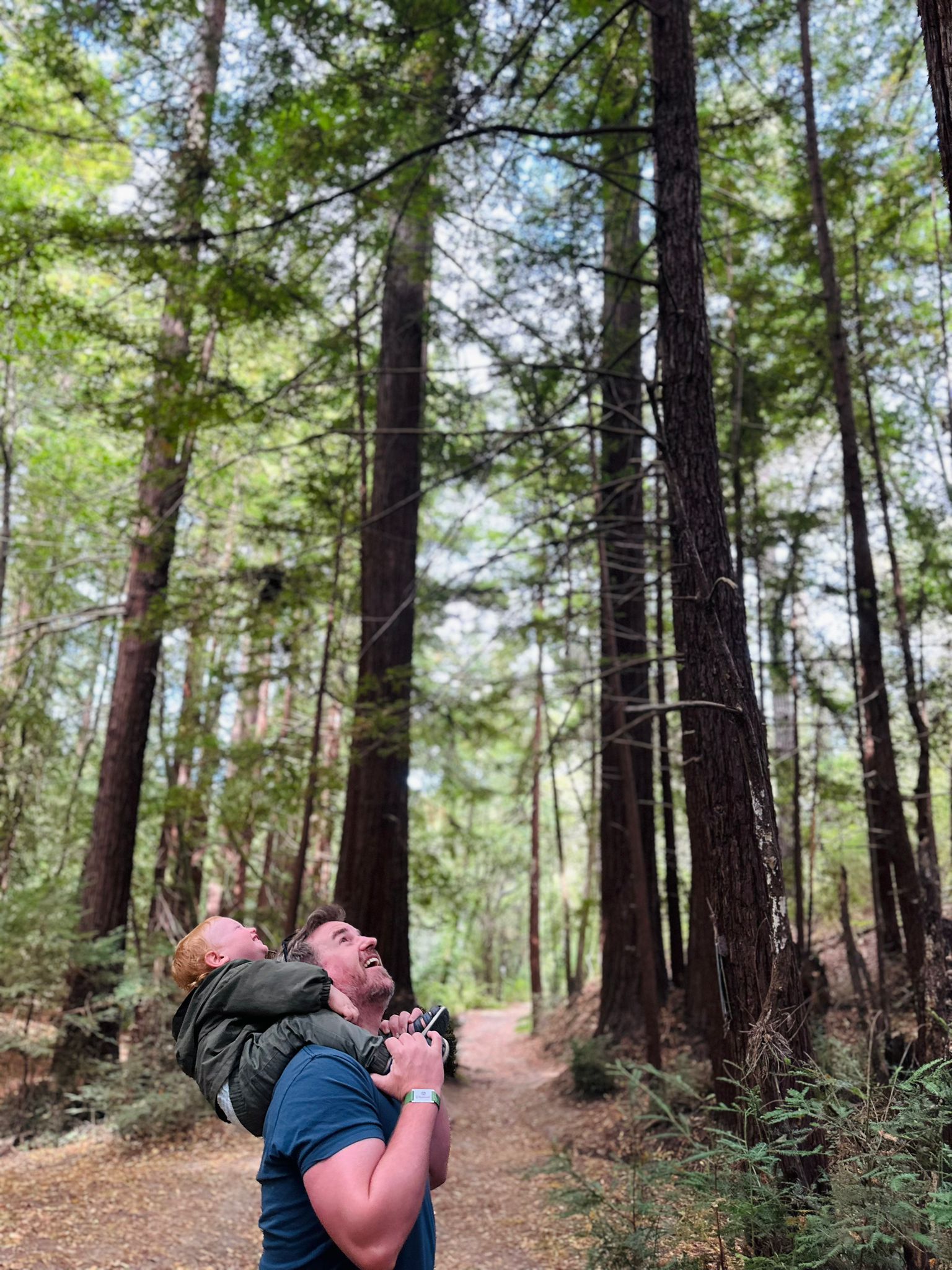 Looking up through a canopy of trees
